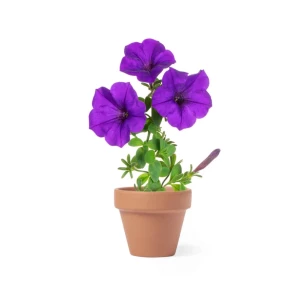 Flower pot, 5-8 petunia seeds and soil - neutral